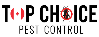 Top Choice Pest Control | Pest Control Services in Barrie & Ants Pest Control in Barrie, Pest Control Services in Toronto