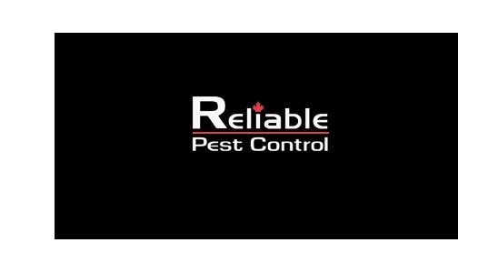 Reliable Pest Control Alliston