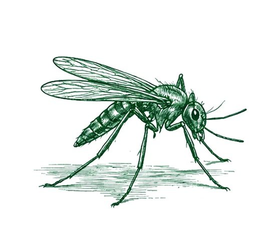 SIMCOE MOSQUITO